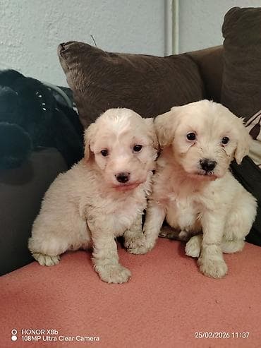 beli haski cena: Štenci malog rasta – krem bele boje, bucmasti i kovrdžavog krzna. Dva — 2