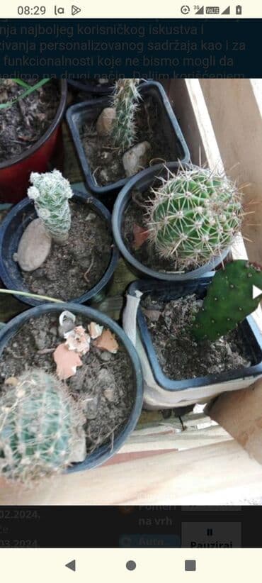 forma ideale ormari za sobu: Kaktusi — 8