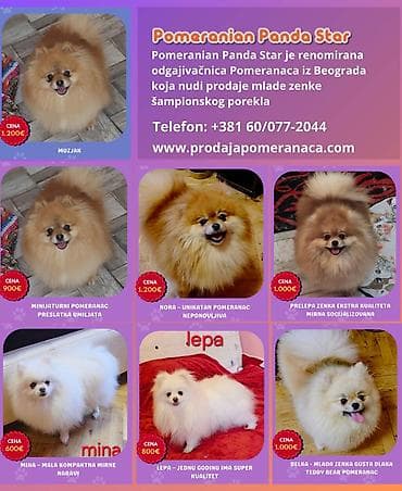 njuškalo psi pekinezeri na poklon: Pomeranian Star renomirana odgajivačnica pomeranaca iz Beograda je — 1