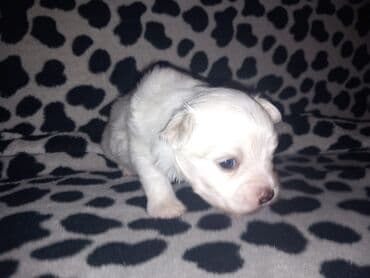 Malo belo štene – rase maltezer/pudl tip (toy veličina) - Starost — 7