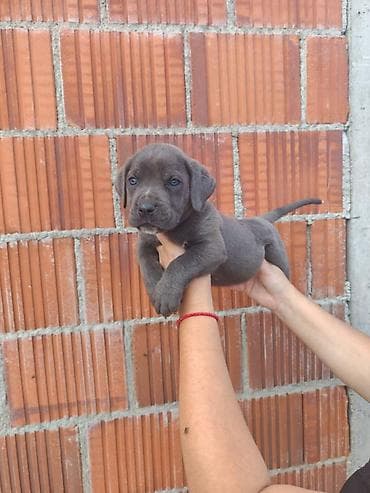 nemački špic cena: Cane Corso štenci šampionskog porekla! Tražite moćnog čuvara i odanog — 3