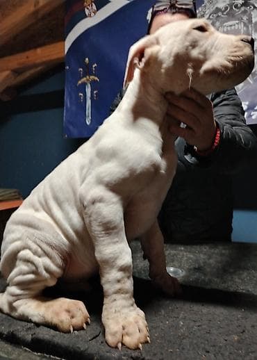 Pet Equipment & Accessories: Dogo argentino Prelepi štenci uredno vakcinisani i očišćeni od — 9
