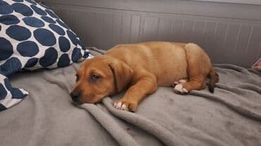 mini psi za stan: Mlado štene mešanca – ženka, kratkodlaka, toplobraon boje sa belim — 2