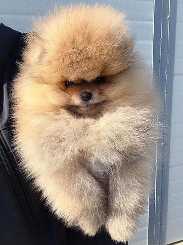 Sweatpants: Pomeranci.
Dostupni stenci vhunskog kvaliteta — 3