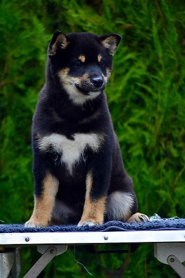 NEW "MINMIGORA' S" litter "Minmigora' s" Shiba Inu kennel present new
