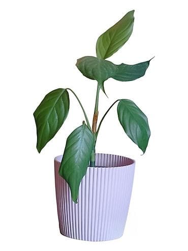 Sobna biljka u saksiji – dekorativna zelena Aglaonema Modestum -