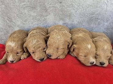 boston terijer cena: Maltipoo štenci, prelepe bebe Na prodaju prelepi štenci maltipoo — 2