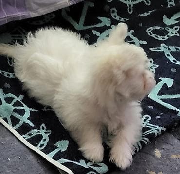 Dogs: Na prodaju musko stene maltezera,ostenjen 23.11.2025,bela svilenkasta — 1