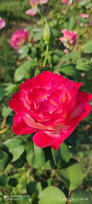 Baštenska dekoracija: Ruže stablašice – ukrasne ruže kalemljene - Različite boje i oblici — 8