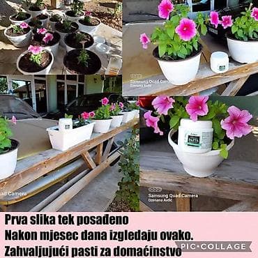 adam i eva cvece slike: 🍀Pasta za domacinstvo🍀 Jedna kafena kasicica u 200ml vode razmutiti i — 6