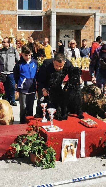 mali psi na poklon nis: Veliki Crni Snaucer štenci vrhunskog izlozbenog porekla na prodaju — 7