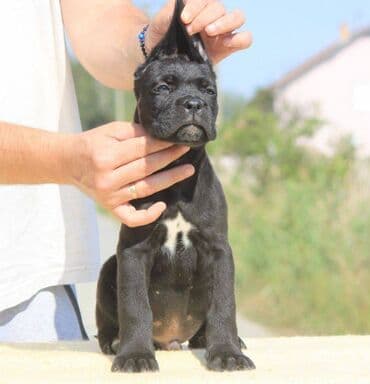 Psi: Cane Corso štenci dostupni za rezervaciju! U ponudi imamo tri — 11