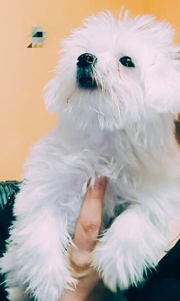 Psi: Mali kućni ljubimac – beli pahuljasti pas (toy/mini tip) - — 4