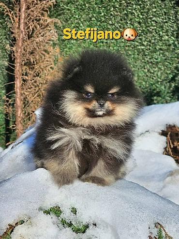 mali beli psi: Pomeranac Boo. Vrhunski stenci pomeranca, minijaturnog patuljastog — 6