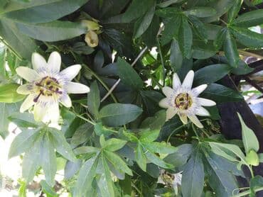 lidl polica za cvece: Hristov venac Cveće Hristov Venac Passiflora caerulea spada u red — 4