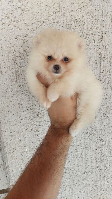 njuškalo psi na poklon labradori: 🐻🧸💎#pomeranianboo #pomeranian #pomeranianlove #pomeraniansoftiktok — 4