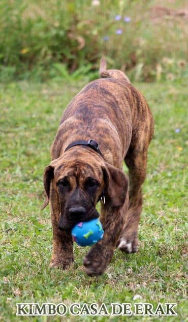 Psi: Štenci Presa Canario, ostenjeni 24.5.2023 godine. Kuba Kira je rođena — 2