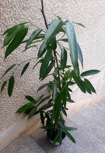 sinsay stalak za cvece: Tamno zeleni Benžamin Bendžamin (ficus benjamin) je dekorativna sobna — 1
