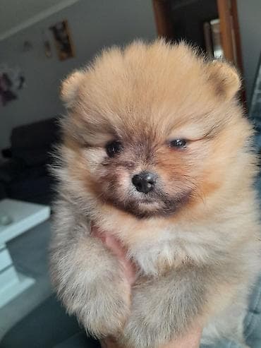 psi haski: Dostupni pomeranci — 10