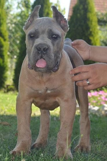sivi psi: Cane Corso, vrhunski štenci Nasa odgajivačnica Vam nudi štence Kane — 5