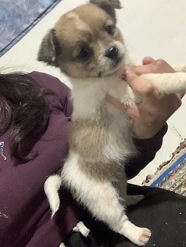 braon pudlica: Devojcica malog rasta – nežno i druželjubivo majka civava dugodlaka — 4