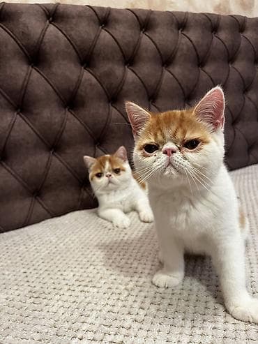 drvo maca: Na prodaju egzotični kratkodlaki mačići (Exotic Shorthair) — 5