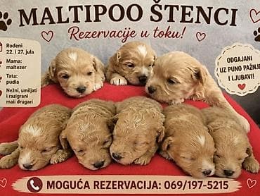 boston terijer cena: Maltipoo štenci, prelepe bebe Na prodaju prelepi štenci maltipoo — 9