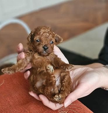 macke na poklon: Najmanje pudle, od najlepsih roditelja u Evropi samo u — 7