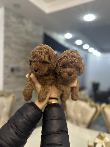 Pets & Animals: Stenci toy i mini pudle vrhunske genetike registrovana odgaivacnica — 1