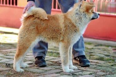 psi pomeranci na poklon: Akita Inu Registrovana odgajivačnica SAIKO NO INU KENNEL prodaje — 3