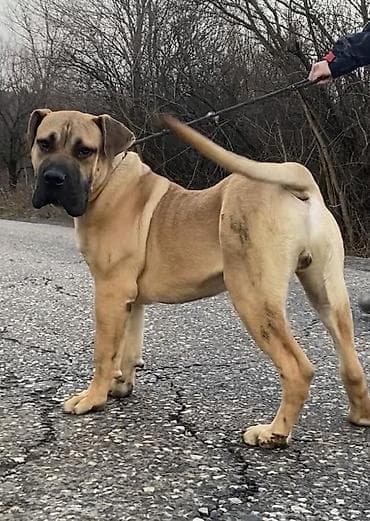 psi american bully: Kanaski pas 
Presa canari — 1