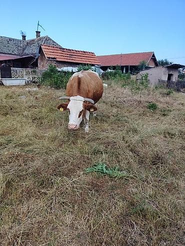 domaće ćurke prodaja: Krava na prodaju 600kg — 4