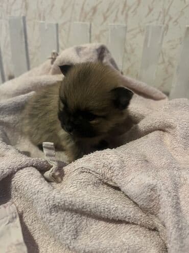 Psi: Pomeranac (špic) štene - Rasa: pomeranski špic (mini/spic tipičnog — 7