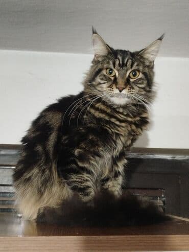 jeftina hrana za pse: Maine Coon mačka – prelepa tigrasta (brown tabby) ženka sa izrazitim — 3