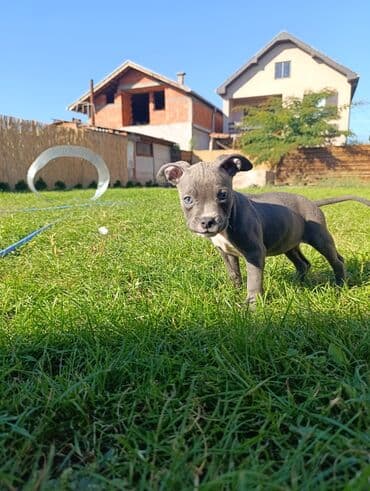Psi: Dostupni stenci American bully. Unikatne Merle boje. Odgajani su u — 2
