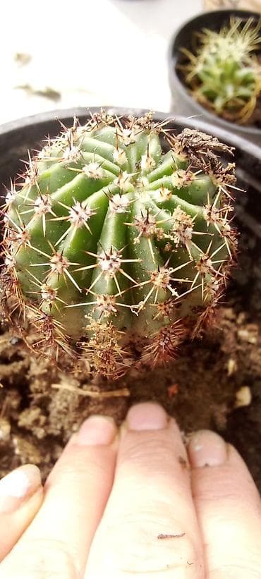 kaktus cena: Kaktusi — 6