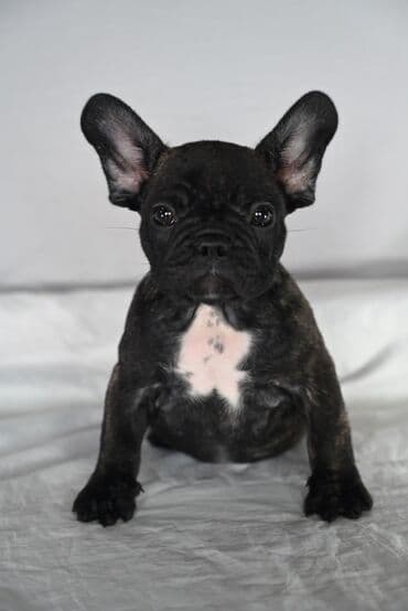 haski stene: Francuski buldog – štene tigraste (brindle) boje sa belom zvezdom na — 2