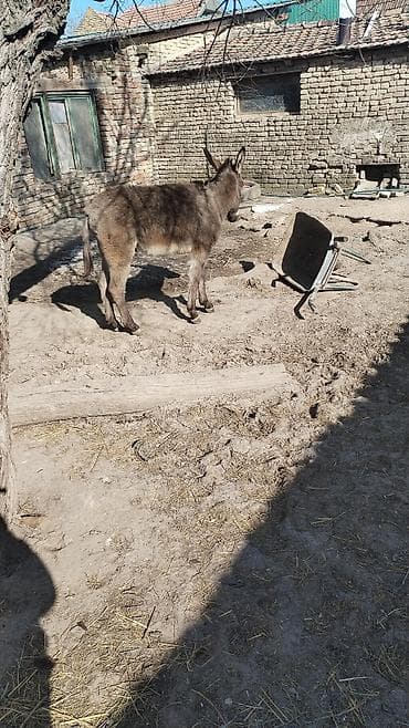 Ptice: Magare – mlado, mirno i naviknuto na dvorište - Vrsta: magare (sivo — 3