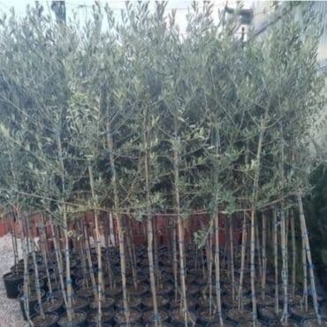 cena drva za ogrev leskovac: SADNICA MASLINE U SAKSIJI - Vrsta: maslina (Olea europaea) — 3