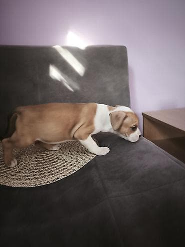 Dogs: Štenci Američkog staforda izložbenog potencijala . Sve informacije na — 6