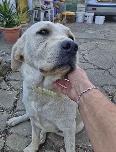 Ptice: Poklanjam psa beli Labrador curica stara 2.5 — 4