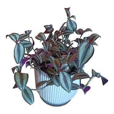 luster za dnevnu sobu: Tradescantia zebrina (vahinija) u dekorativnoj saksiji fi 13cm - — 1
