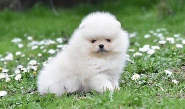 chow chow psi: Pomeranac Boo. Stenci pomeranca vrhunskog porekla, kratkih — 7