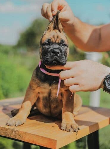 psi koji trazi tartufe: Postanite vlasnik jednog od naših vrhunskih Cane Corso štenaca — 20
