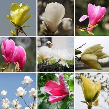 filteri za bazen tip a: █▬█ █ ▀█▀ *** EXTRA PONUDA *** Magnolije Mix boja 30 semenke Saljemo — 3