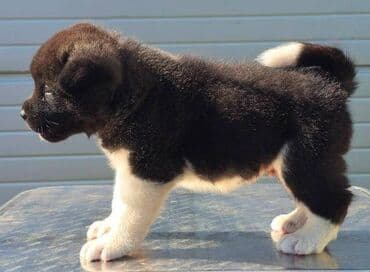 psi na poklon zrenjanin: Američka Akita, štenci Odgajivacnica TOP WINNER PUPPY sa ponosom — 8