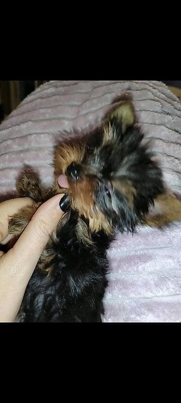 meso za pse prodaja: Jorkšir terijer – štenci iz kućnog legla majka ima kilo i po otac 980 — 4
