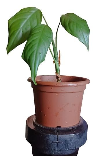 kucno cvece: Sobna biljka u saksiji prečnika 17cm – zelena tropska lisna vrsta — 1