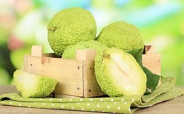 poklon za ljubitelje vina: Maklura pomifera brzorastuće drvo pogodno za živu neprohodnu — 2