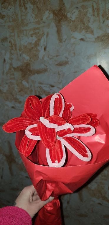 palme sobne: Ostale kućne biljke — 1